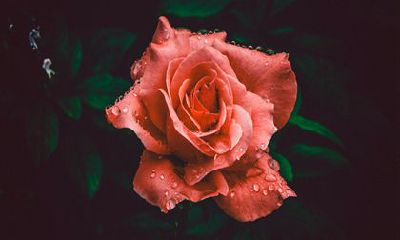 2022年生肖属兔的运势如何 和生肖兔一生相克的生肖