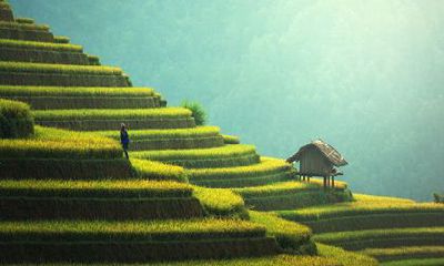 2022年十二生肖的财运 生肖牛财运最好