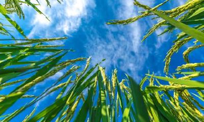 2019年惊蛰节气日子适合入宅吗？入宅风水有何讲究？