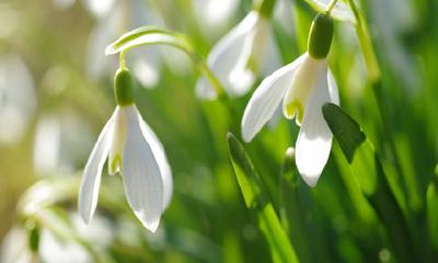 生肖羊2022年名利双收的一年 烂桃花和诱惑增加