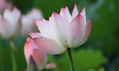 2022虎年生肖猴的运势 要加倍重视细节