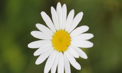 2022年生肖的命运 生肖鼠运气会很好