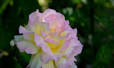 2022年兜兜转转会复合的生肖 生肖牛情感方面不主动