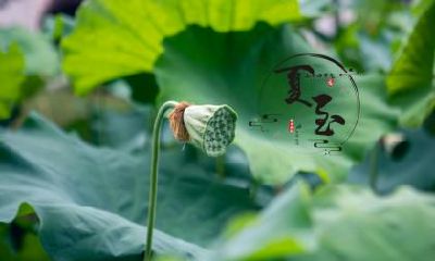 属蛇的人夏至时节出生命好吗,什么时辰出生好?