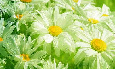 2022年躲春的生肖有哪些 生肖虎 生肖猪 生肖蛇