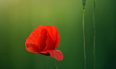 2022年运势逆转的生肖 属猪不会给自己施加压力