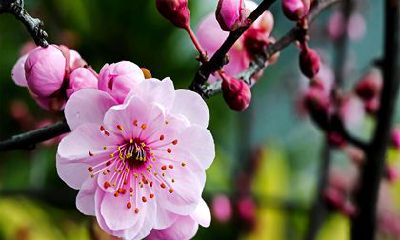 2022年能复婚的生肖有 属马 属鼠 属虎