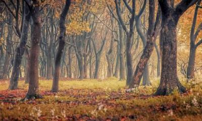 2019年霜降节气是哪天？霜降为什么吃柿子？