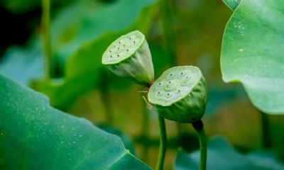 立冬节气的禁忌有哪些？立冬需要贺冬？
