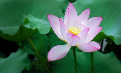 2022感情破裂的生肖 属牛人招惹烂桃花