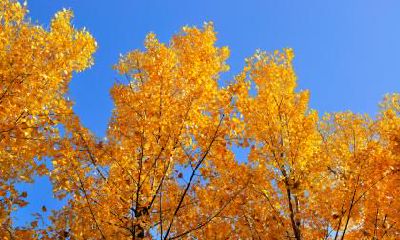 2019年立冬节气的喜神在什么方位？什么是喜神？