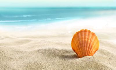 2022年羊喜得贵子的生肖 属兔 属猪