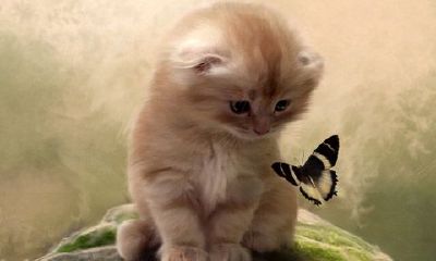 金牛座女生如何起名