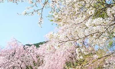 怎么给五行缺木生于2019年农历腊月二十六的女孩起好寓意名字？