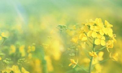 属猪金牛座的最佳配偶