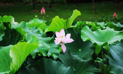 家庭2022年和睦的三大生肖 生肖牛 生肖蛇