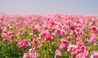 2022年最棒的几大生肖 生肖牛 生肖猪