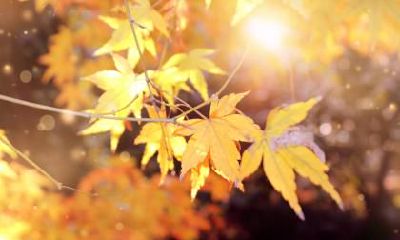 2020年秋分在哪一天？2020年秋分是什么生肖？