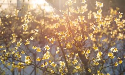 大暑有什么风俗？大暑节气的传统习俗？