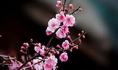 2022十二生肖龙的幸运颜色 红色旺爱情