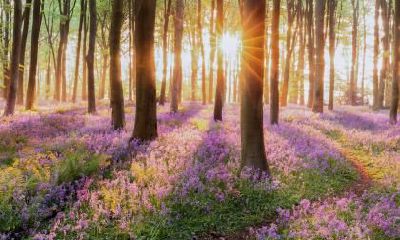 2019猪年正月初九五行缺木女孩该如何起名？