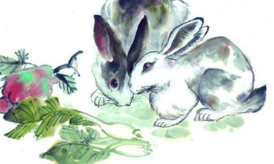 看相大叔12生肖2019年综合运势分析——生肖兔