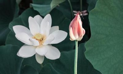 2020年大暑是几月几号几点？大暑的天气特点？