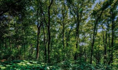 寒衣节要不要上坟？早上上坟好还是下午好？