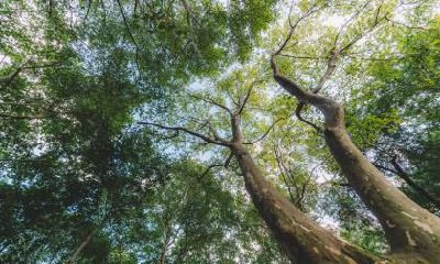 2019猪年正月初九出生的五行缺水男孩如何起名？