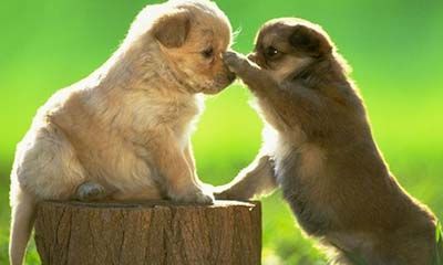 如何化解生肖相冲