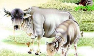 生肖牛2020年运势大全