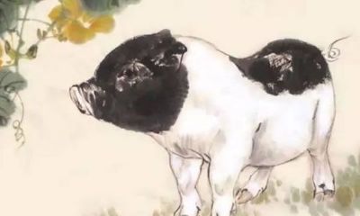生肖猪2020年运势大全