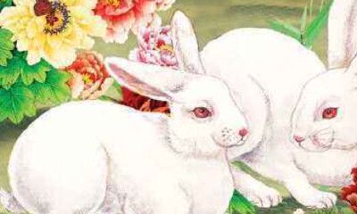 生肖兔2020年运势大全