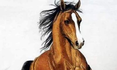 生肖马2020年运势大全