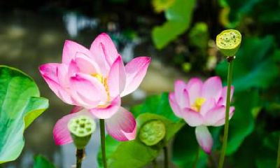 2020年大暑是几伏天？2020年大暑是什么时间？