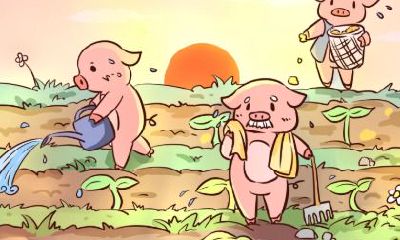 农历十二月出生的猪宝宝好不好？性格怎么样？