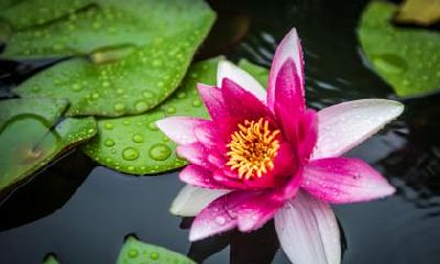 处暑完伏是什么意思？处暑跟大暑哪个更热？