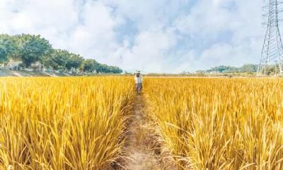 2020年八月初六秋分可以出殡吗？怎么选择出殡的日子？