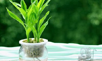 令12生肖在职场脱颖而出的植物