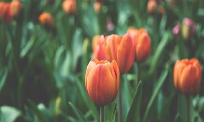 2023年桃花运不断的生肖 属鼠人桃花运非常好