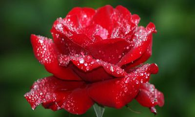 2023年兔宝宝哪个生肖不能生 属鸡和属鼠