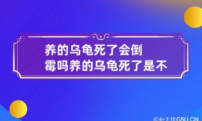 养的乌龟死了会倒霉吗 养的乌龟死了是不是帮人挡灾