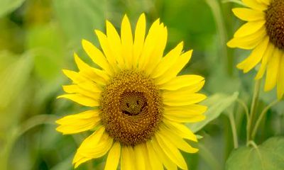 2023年绝对会生龙凤胎的生肖 猴运势方面上升趋势明显