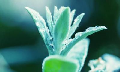 2020年大雪节气领证好不好？大雪下雪来年雨不缺是什么意思？