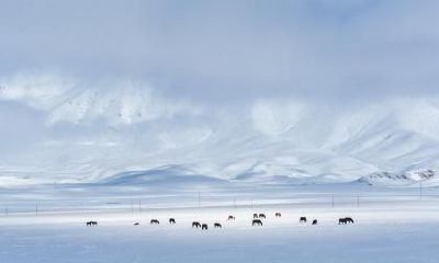 蛇年小雪出生的属蛇人命运如何？有福气吗？
