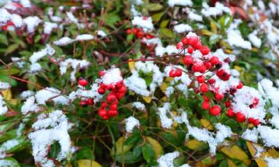 2020年农历十月初八小雪时辰吉凶一览表！