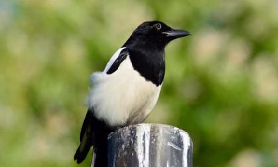 立冬是冬天的开始吗？立冬是冬天的第一天吗？