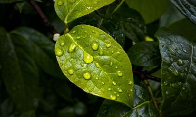 白露可以吃什么？白露吃什么好？