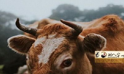 73年属牛49岁有一灾婚姻生活