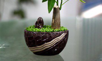 12生肖养什么植物可以旺财运